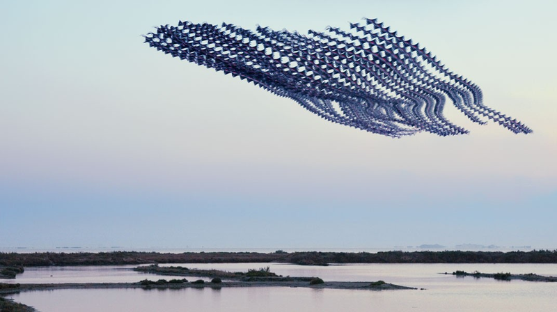 Illustration for article titled You've Never Seen Birds Fly Like This Before